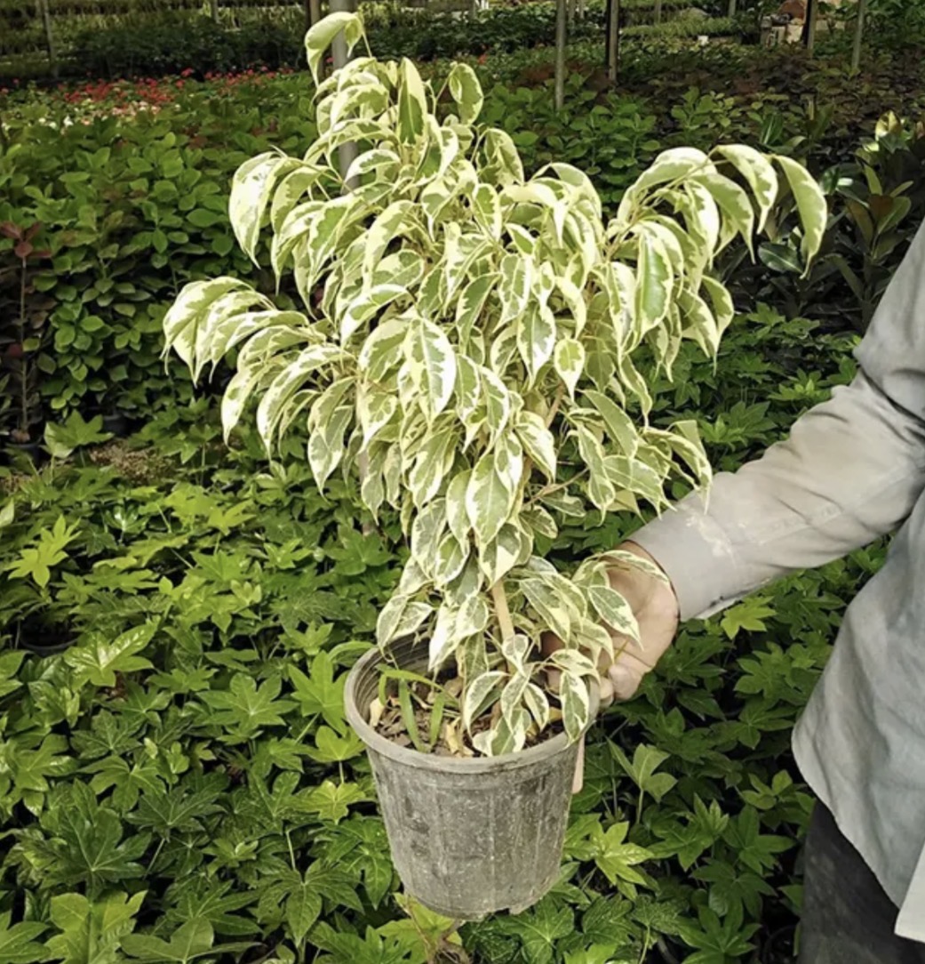 فروش گل بنجامین