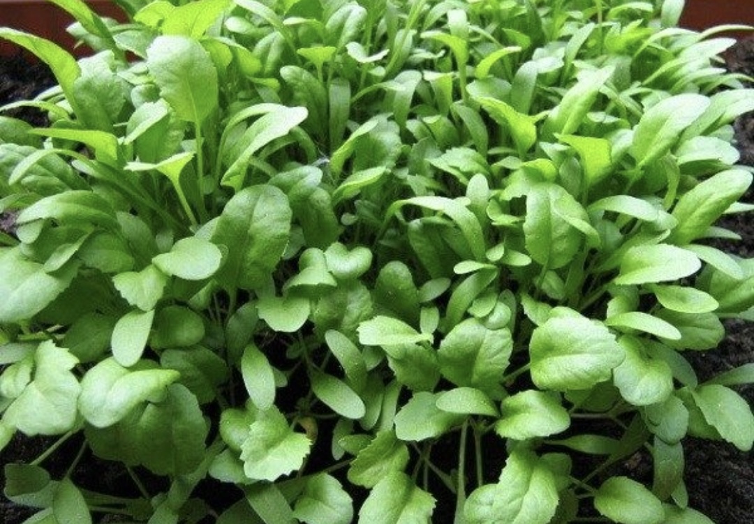 فروش شاهی - تره تیزک