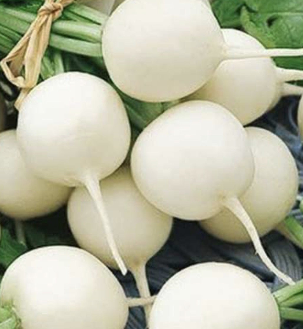 فروش تربچه سفید