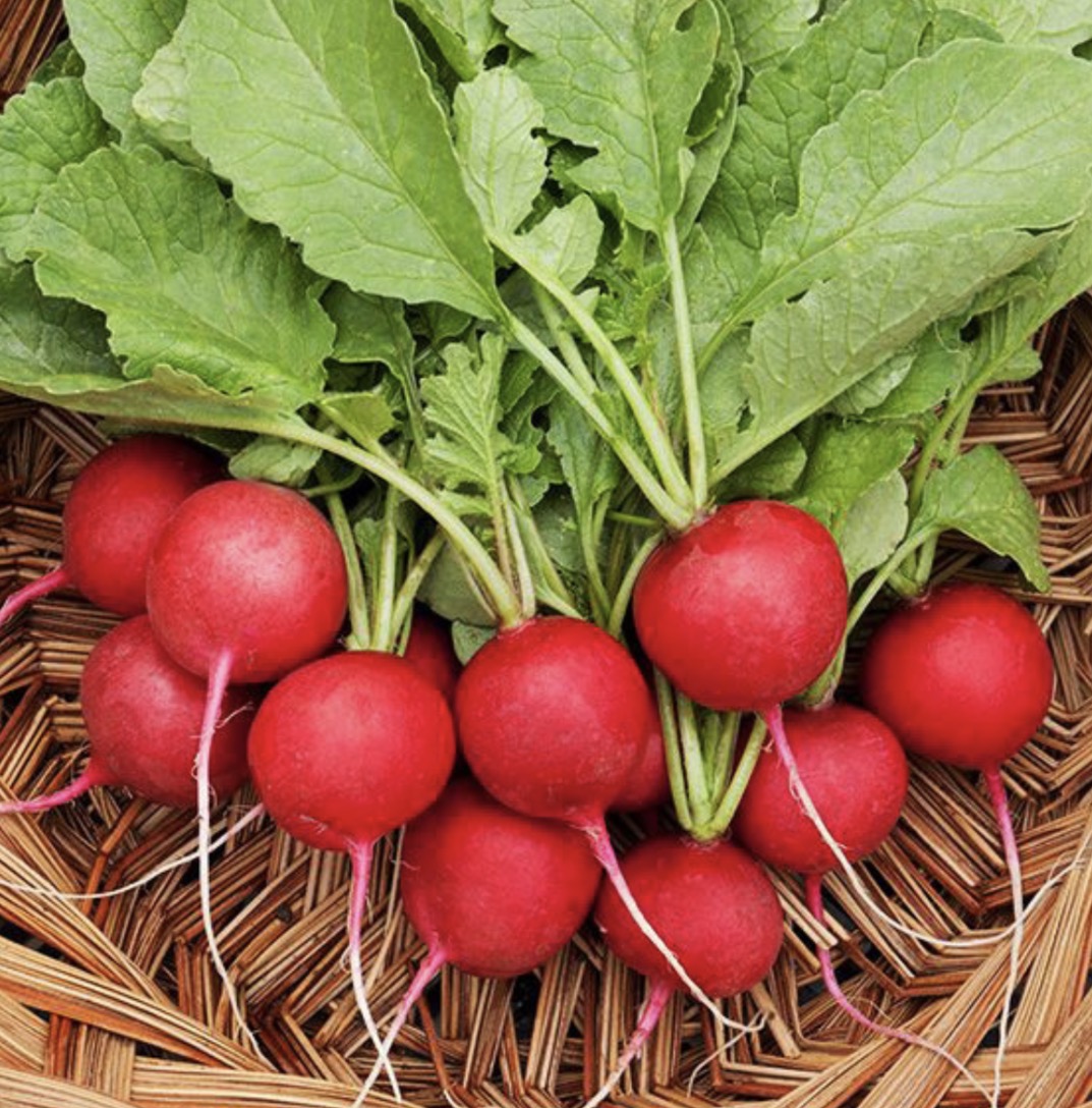 فروش تربچه قرمز