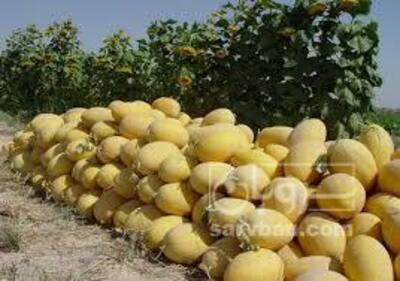 فروش خربزه