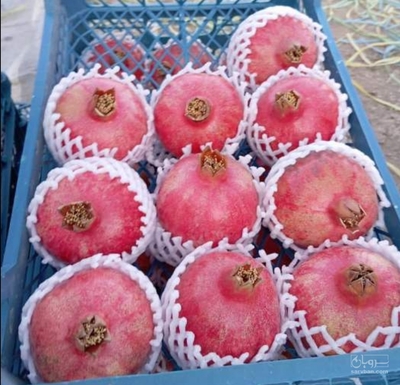فروش انار