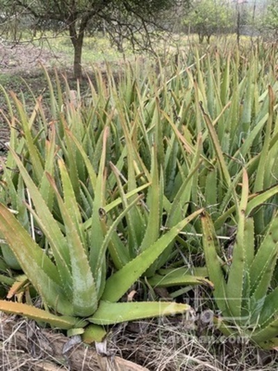 فروش آلوئه ورا (گیاه‌ دارویی)