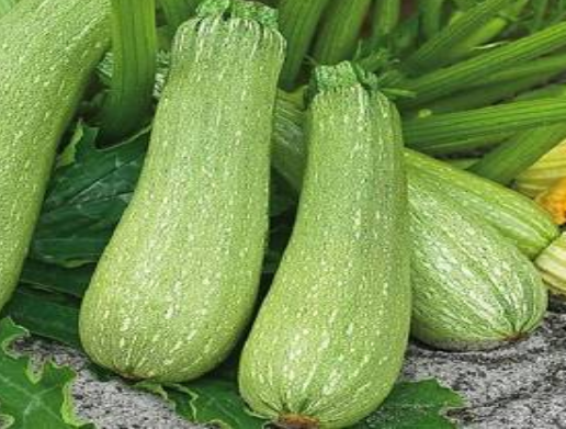 فروش کدو خورشتی