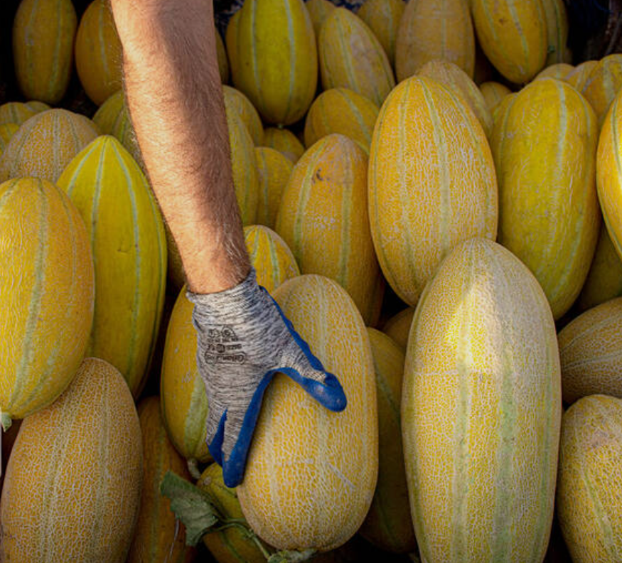 فروش خربزه