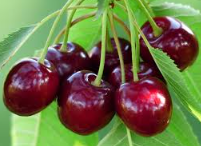 فروش گیلاس
