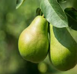 فروش گلابی