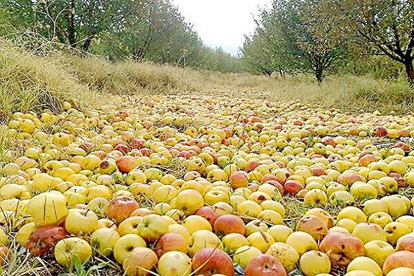 فروش سیب ضایعاتی