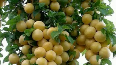 فروش آلو