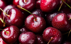 فروش گیلاس