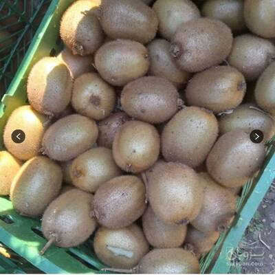 فروش کیوی