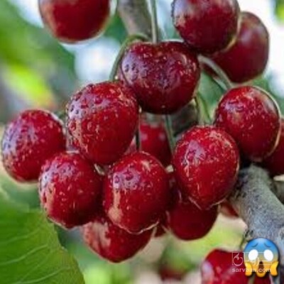 فروش نهال گیلاس
