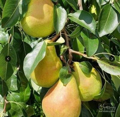 فروش نهال گلابی