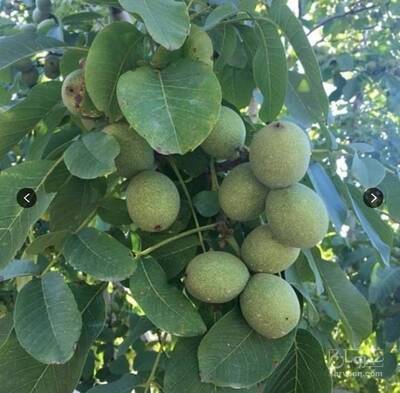 فروش نهال گردو