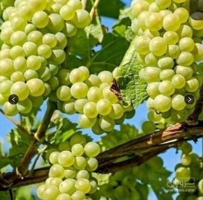 فروش نهال انگور