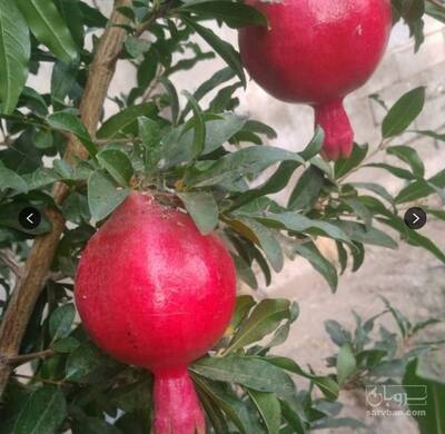 فروش نهال انار