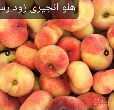 فروش نهال هلو