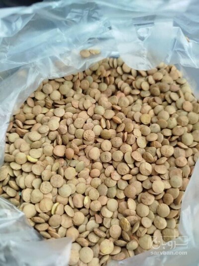 فروش عدس