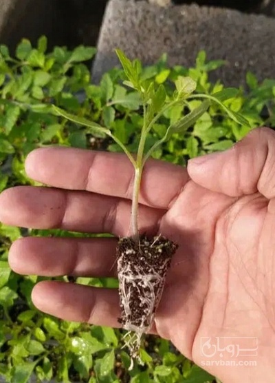 فروش نشا بادمجان