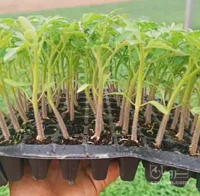 فروش  نشا طالبی جانا