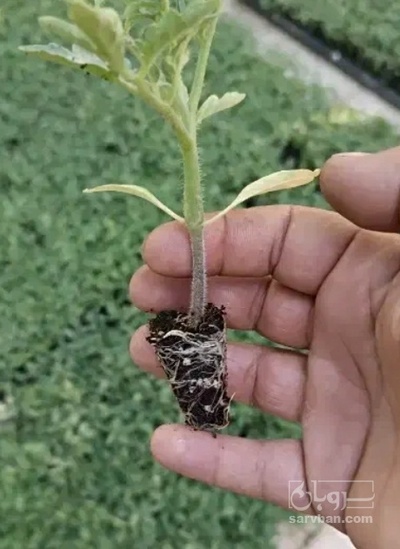 فروش نشا  ملون