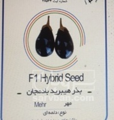فروش بذر بادمجان