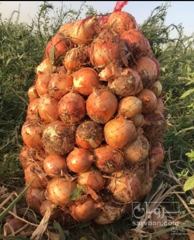 فروش پیازطلایی