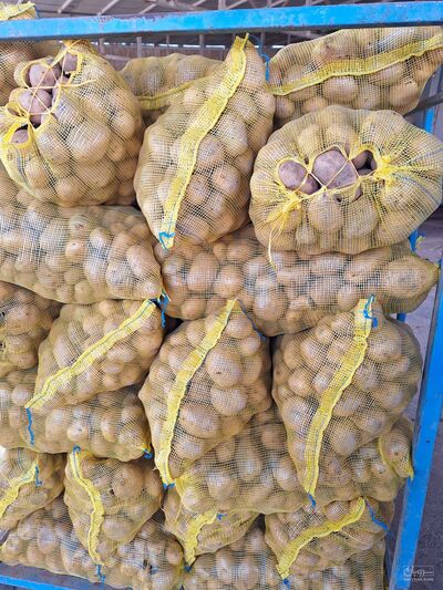 فروش سیب زمینی