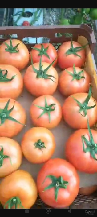 فروش گوجه فرنگی