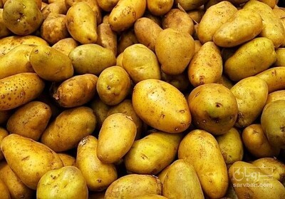 فروش سیب زمینی