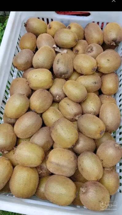 فروش کیوی