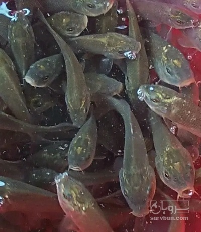 فروش ماهی آمور