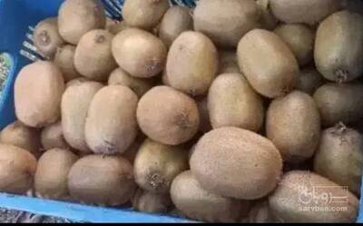 فروش کیوی