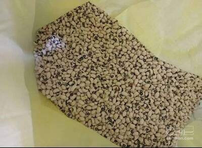 فروش لوبیا چشم بلبلی