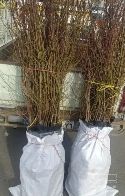 فروش گردو