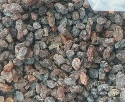 فروش مویز