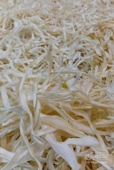 فروش پیاز خشک (گیاه‌ دارویی)