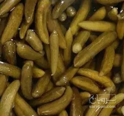 فروش خیار شور ویژه