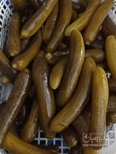 فروش خیار شور حلب سوپر ویژه