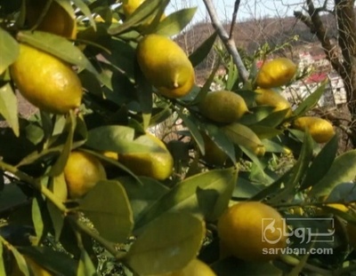 فروش لیمو ترش