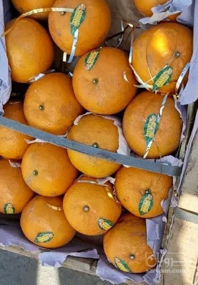 فروش نارنگی