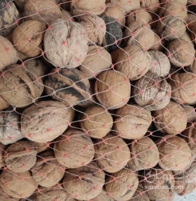 فروش گردو