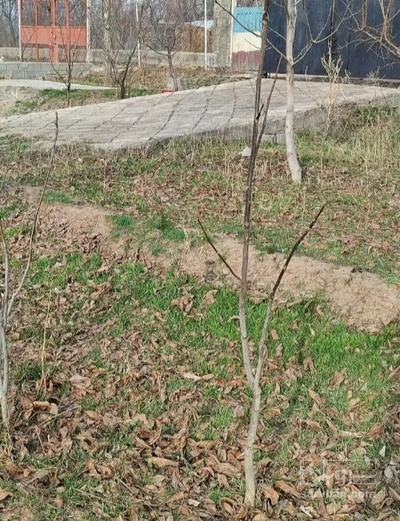 فروش نهال گیلاس