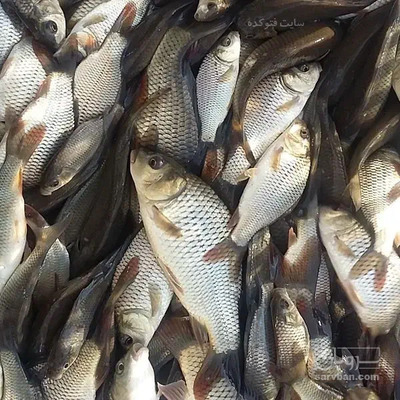 فروش ماهی کپور پرورشی