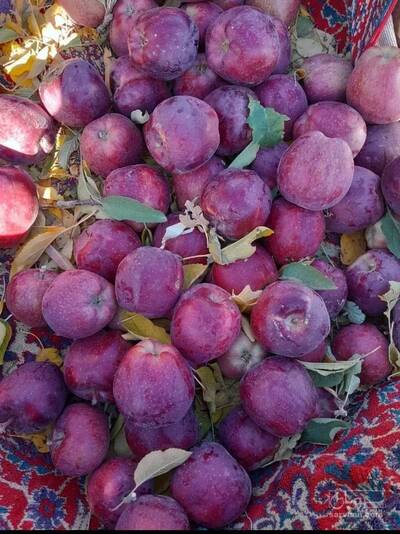 فروش سیب