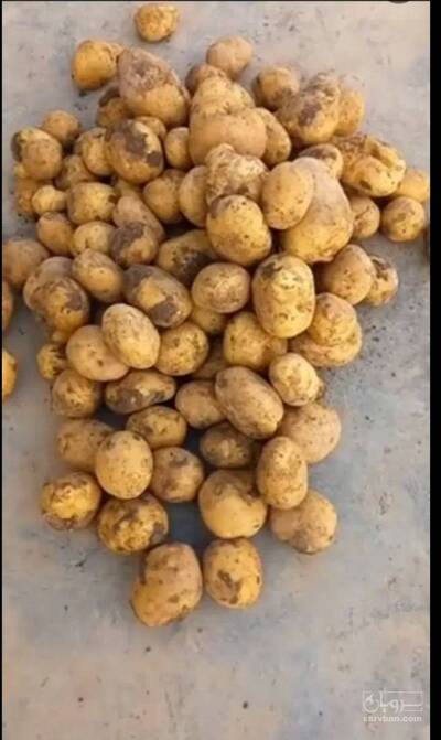 فروش سیب زمینی