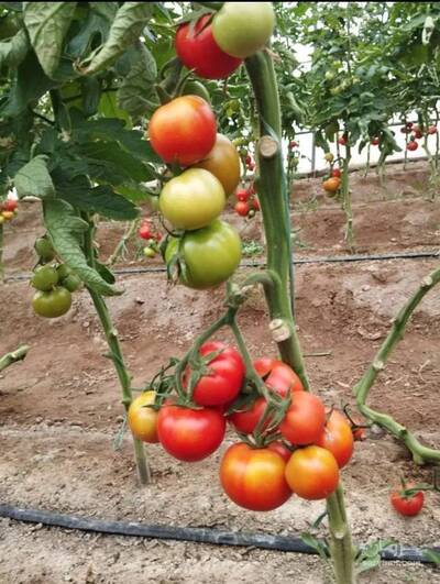فروش گوجه فرنگی