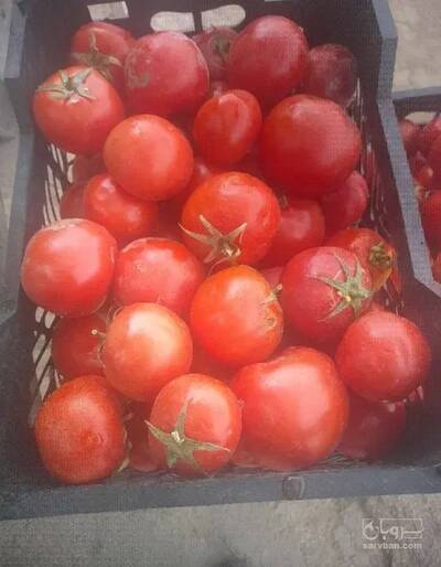 فروش گوجه فرنگی