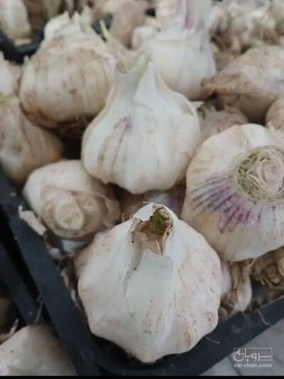 فروش سیر