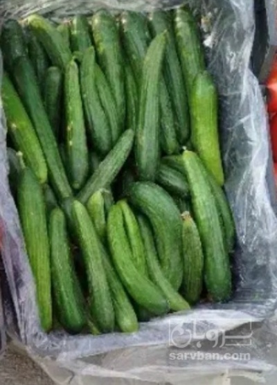 فروش خیار